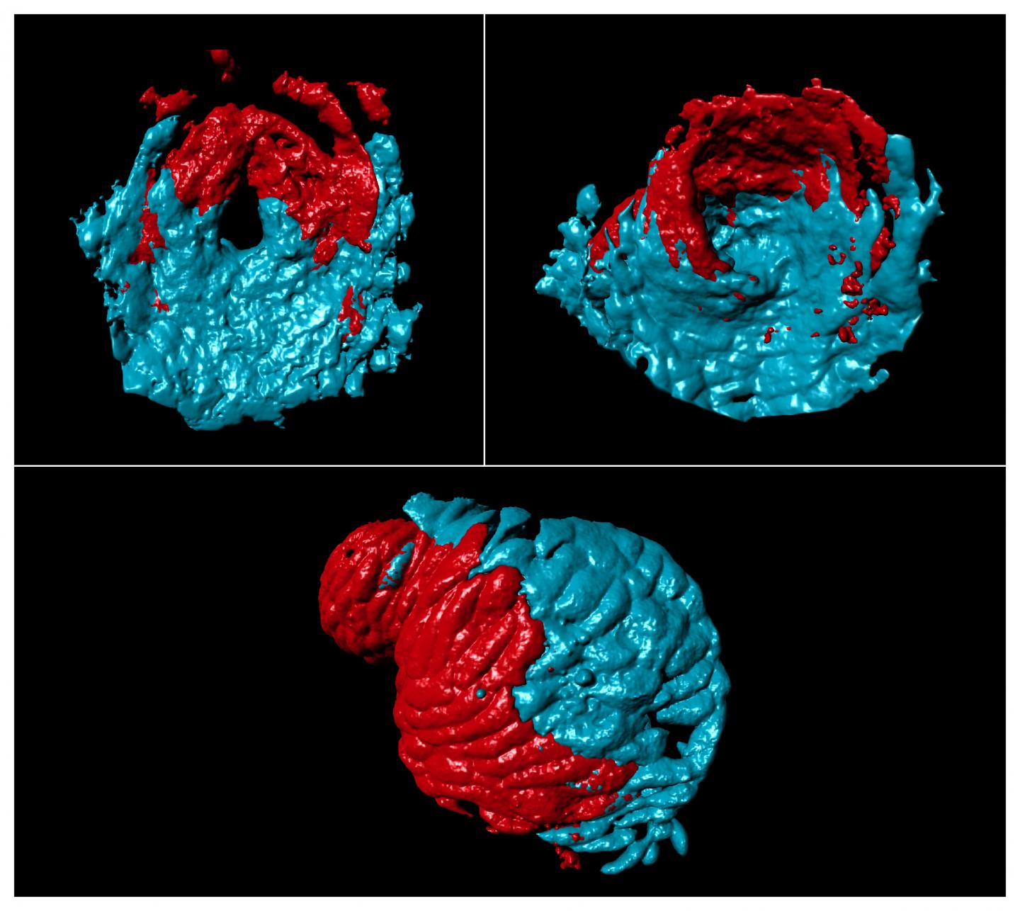 Zebrafish Heart Development