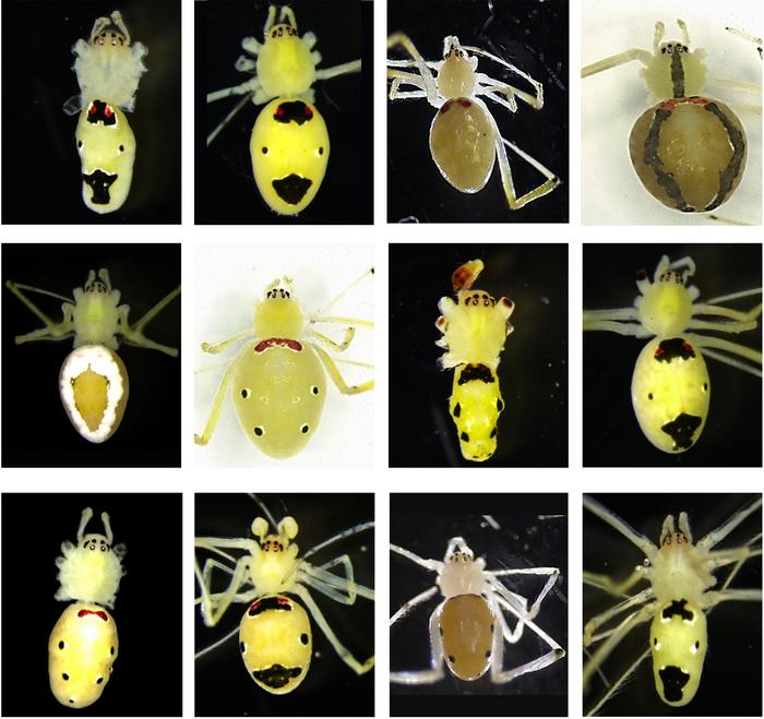 Collage showing morphs of some of the males and females of Theridion himalayana in the population