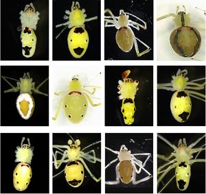 Collage showing morphs of some of the males and females of Theridion himalayana in the population