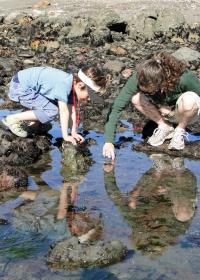 Tide Pool Teaching