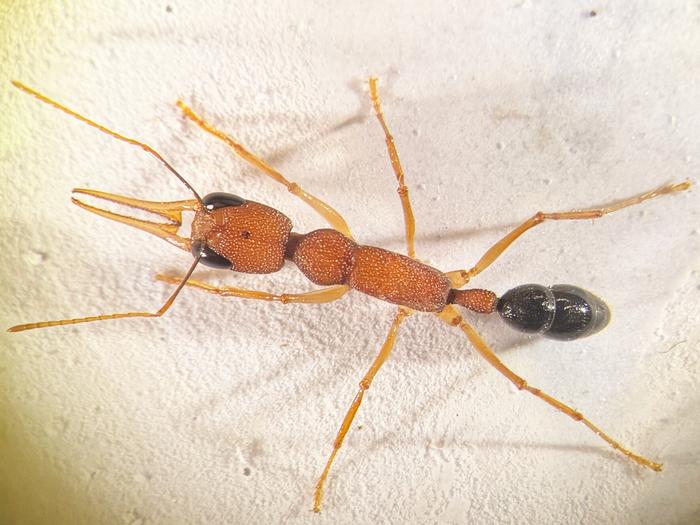 Indian jumping ant