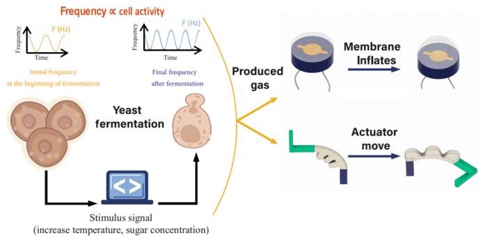 Bioimpedance sensing for a biohybrid robot, where yeast fermentation plays a crucial role in actuation and sensing.