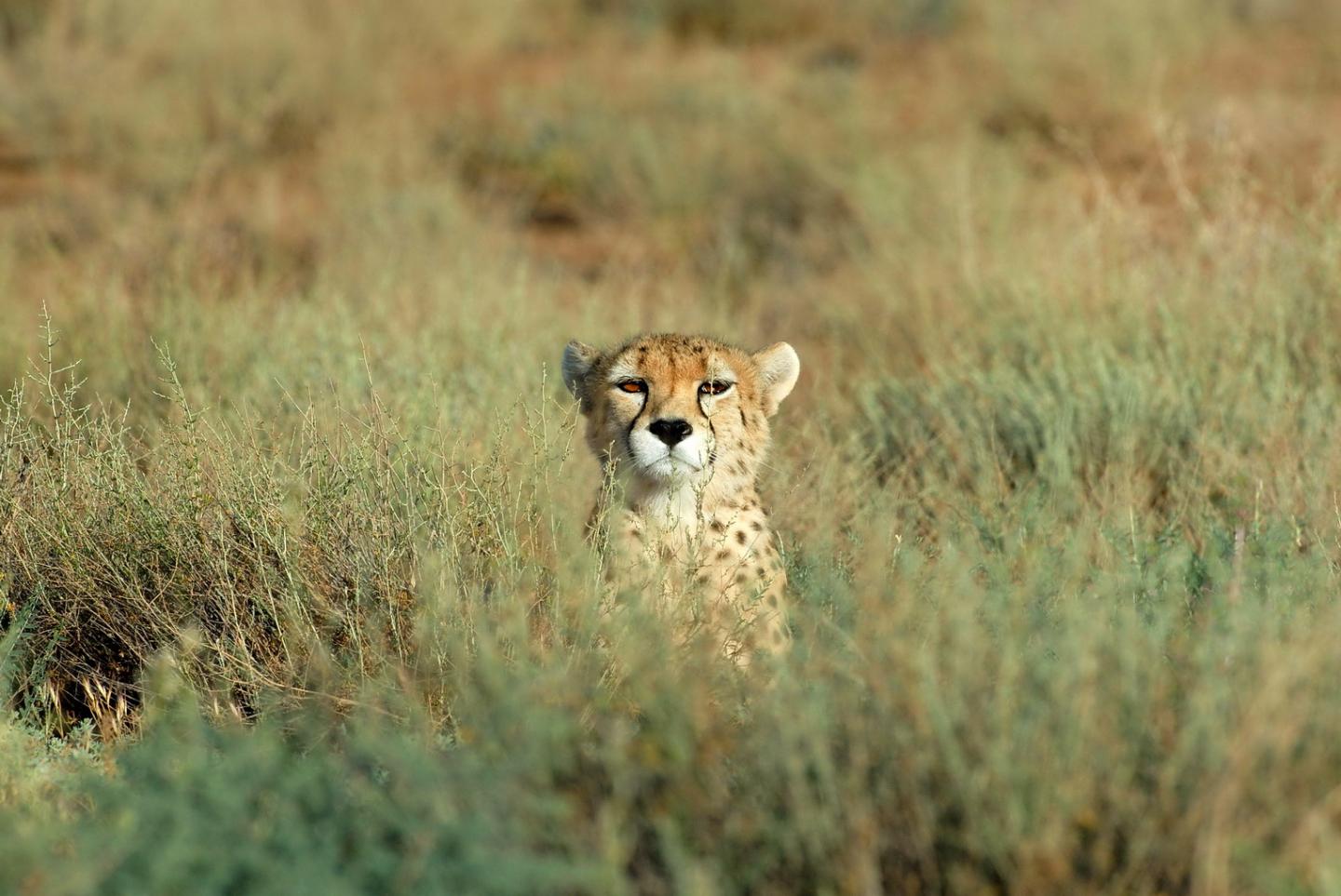 Asiatic Cheetah