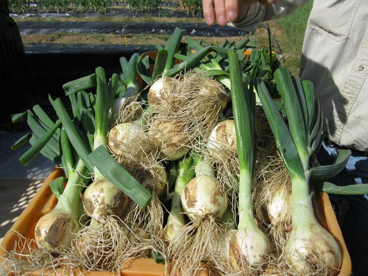 A Successful Harvest