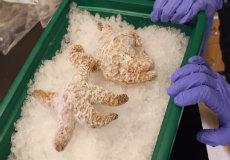 Sea Stars