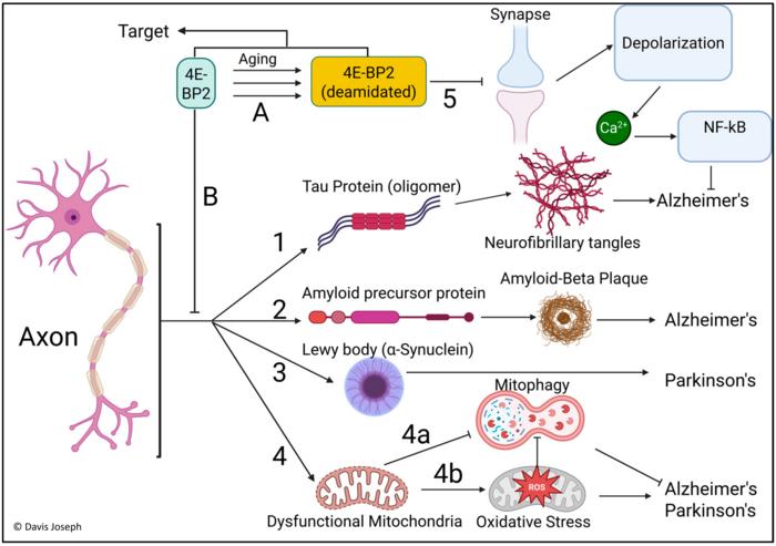 Davis Joseph's Unified Theory of Alzheimer's, Parkinson's and other brain-related diseases