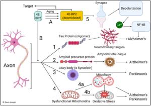 Davis Joseph's Unified Theory of Alzheimer's, Parkinson's and other brain-related diseases