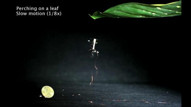 Bio-inspired Robot Perches, Resumes Flight (1 of 5)