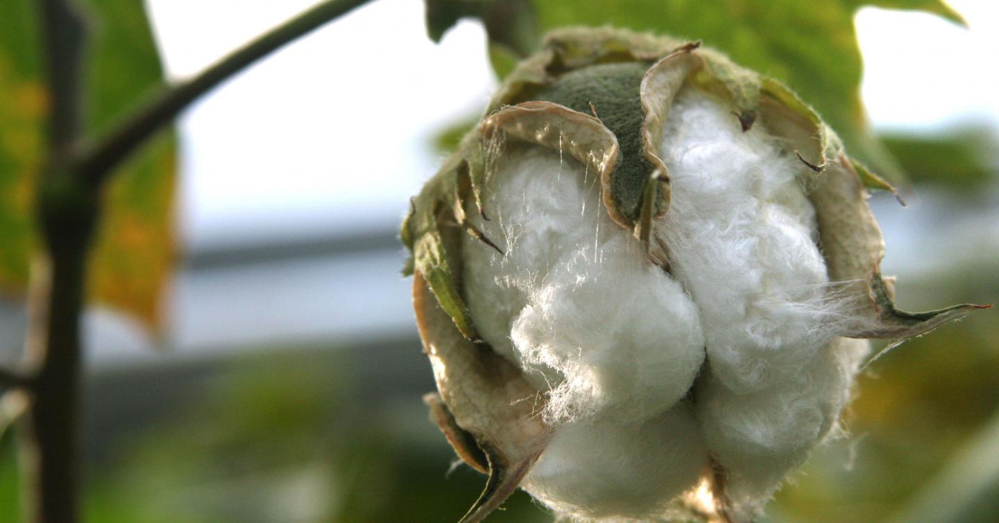 Cotton Fiber