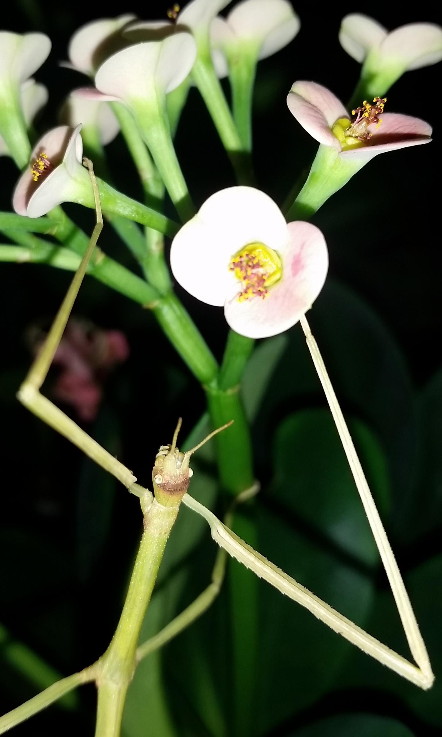 <I>Ramulus artemis</I>