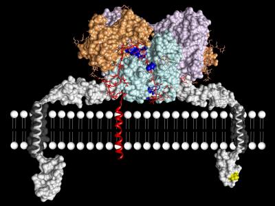 The Enzyme Meprin