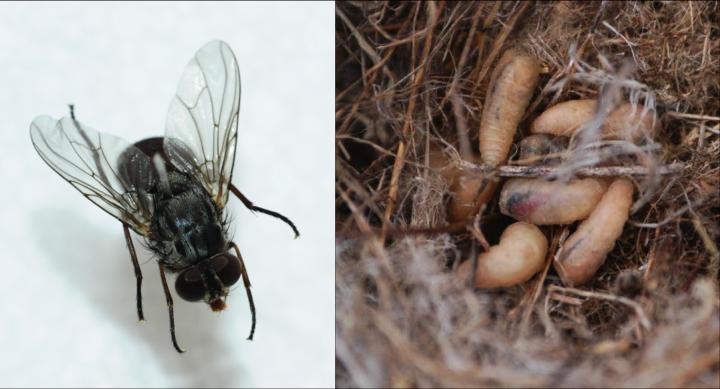 <em>Philornis downsi</em> Invasive Parasite