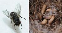 <em>Philornis downsi</em> Invasive Parasite
