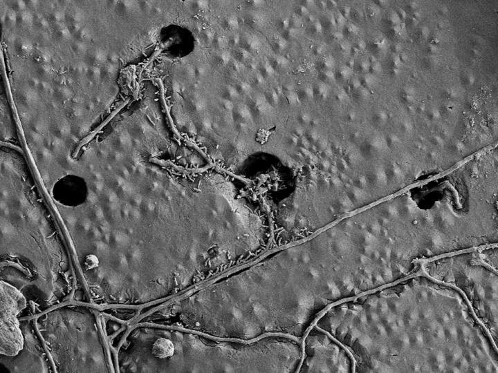 PBAT Biodegradation (2 of 2)