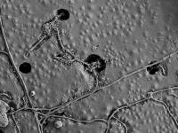 PBAT Biodegradation (2 of 2)