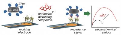 Using E. Coli to Detect Hormone Disruptors in the Environment