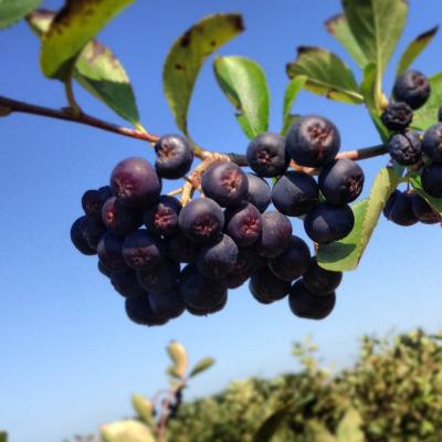 Chokeberry