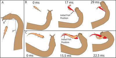 Tentacled Snake's Method of Attack
