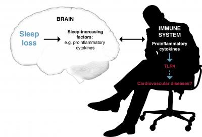 From Sleep loss to Cardiovascular Diseases
