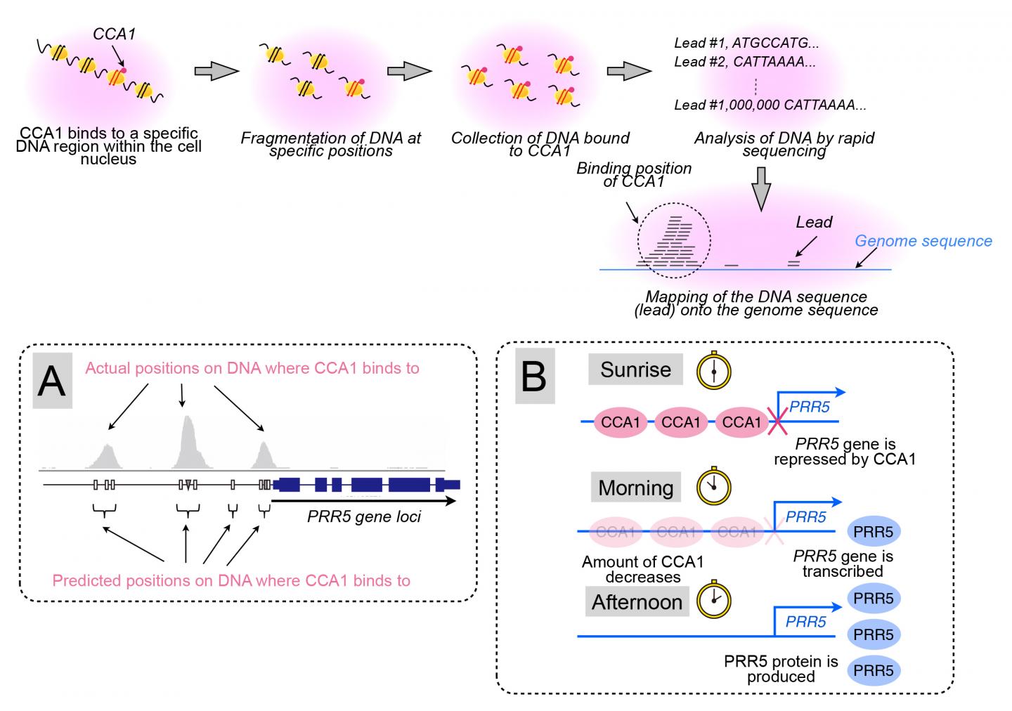 Figure 3. CCA1 Clock Protein Binds Near the PRR5 Gene within the Cell