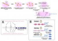 Figure 3. CCA1 Clock Protein Binds Near the PRR5 Gene within the Cell
