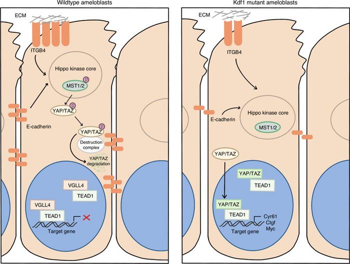 Molecular pathway linking Kdf1 mutation to defective enamel formation