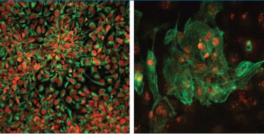 Stem Cells