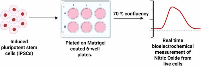 Workflow for nitric oxide measurement from iPSCs using a nanosensor.