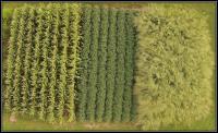 Drone Image