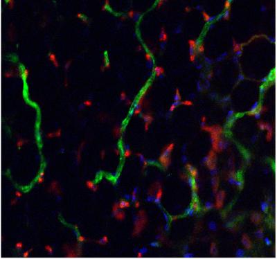 New Blood Vessel Network