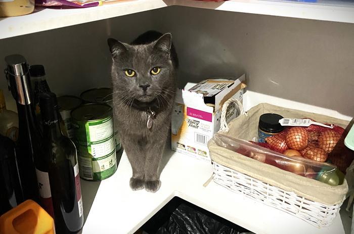 Vegan cat diet