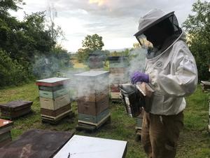 Bee Keepers at UVM working with the hives