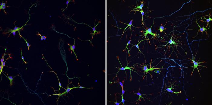 Treated vs. untreated neurons