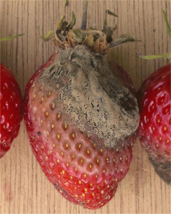 Gray Rot in Strawberry