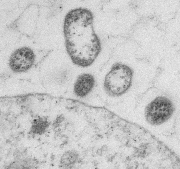 A Designer Virus