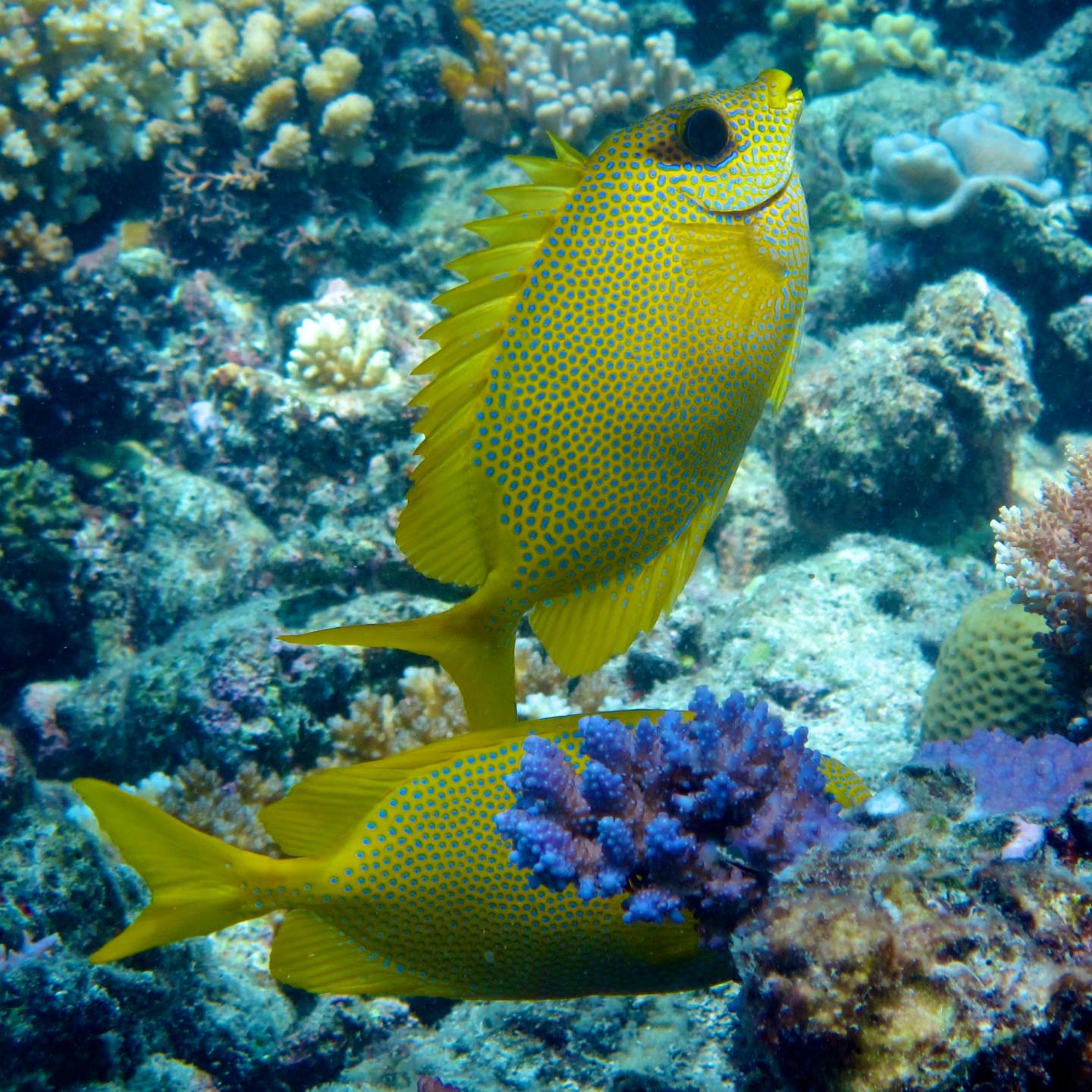 Rabbitfish Pairs (1 of 2)