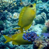 Rabbitfish Pairs (1 of 2)