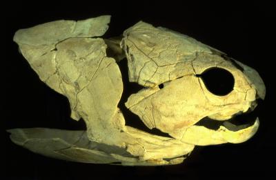 Straight From the Mouths of the Most Primitive Jawed Vertebrates (1 of 4)