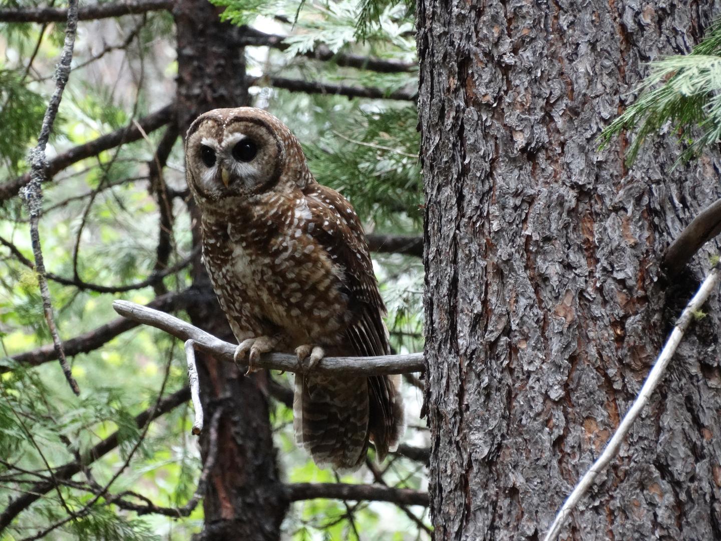 California Spotted Owl