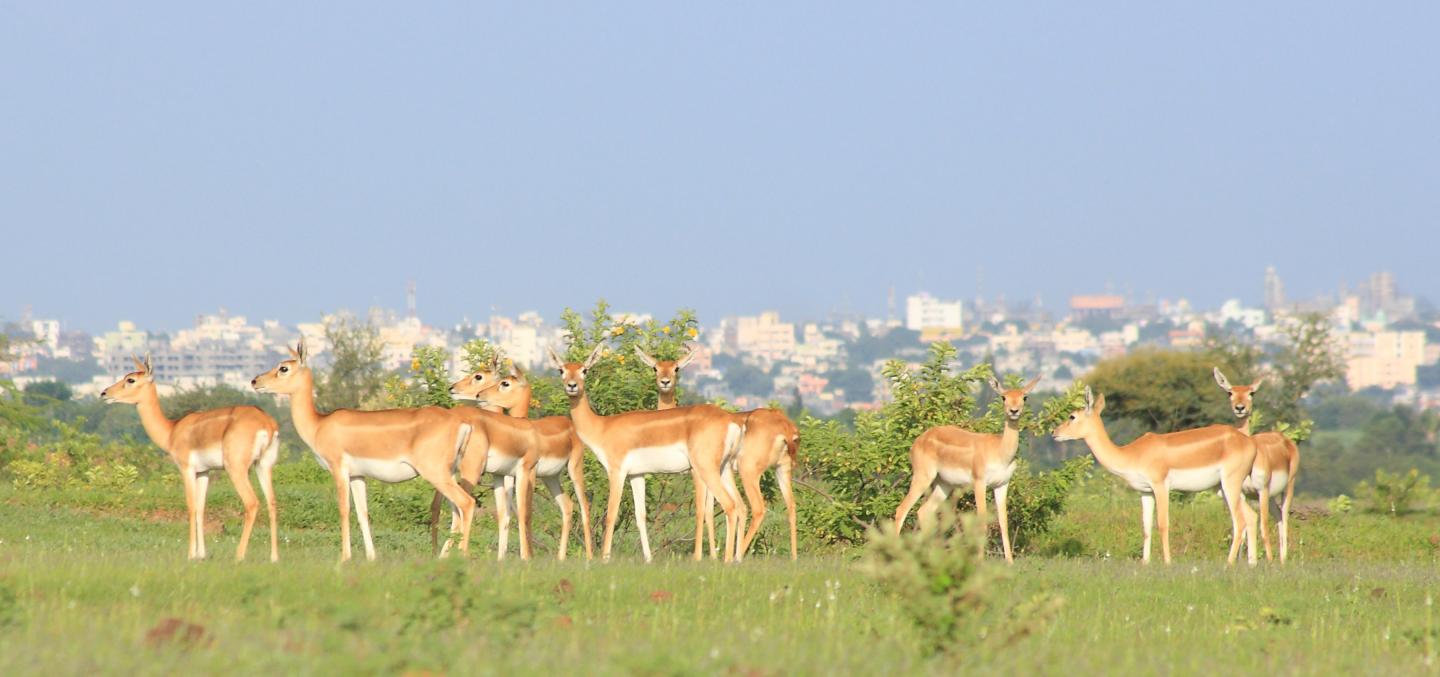 Blackbuck