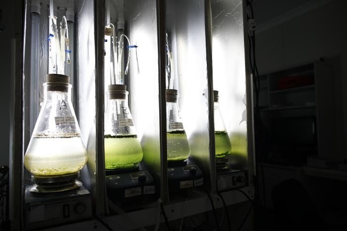 Algae samples in test tubes