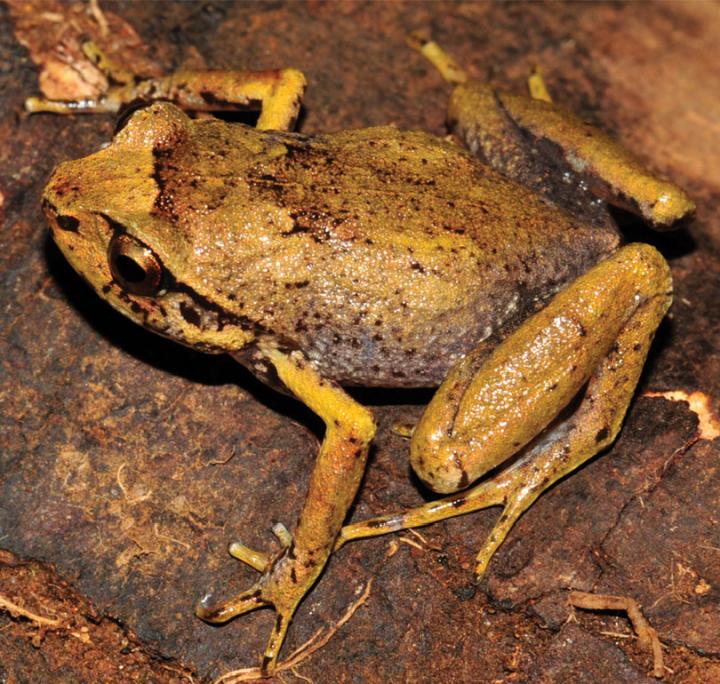 <i>Rhombophryne longicrus</i>