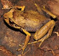 <i>Rhombophryne longicrus</i>