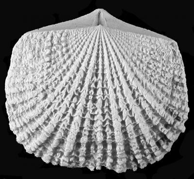 Brachiopod