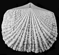 Brachiopod