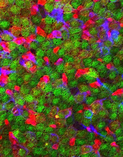 Stem Cell Niche