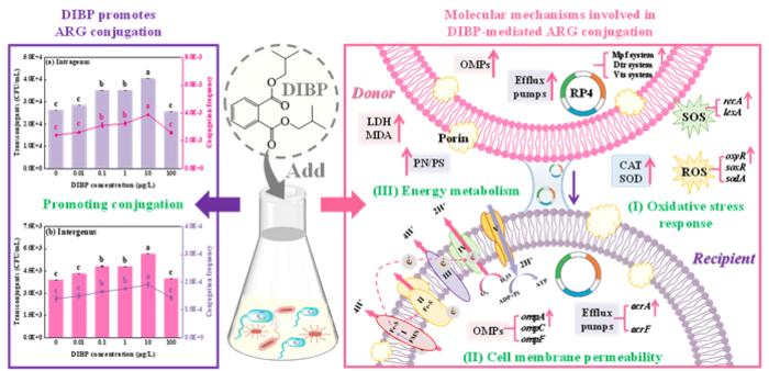 HOW DIBP PROMOTES THE CONJUGATIVE TRANSFER OF ANTIBIOTIC RESISTANCE GENES AT ENVIRONMENTAL CONCENTRATIONS.