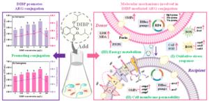 HOW DIBP PROMOTES THE CONJUGATIVE TRANSFER OF ANTIBIOTIC RESISTANCE GENES AT ENVIRONMENTAL CONCENTRATIONS.