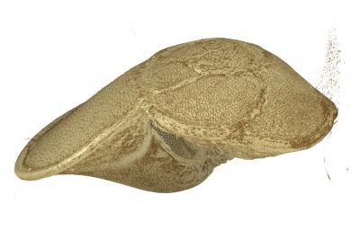 CT Reconstruction of a Foram Measured at the Diamond Light Source (2 of 2)