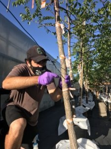 Taking a sample of walnut tree